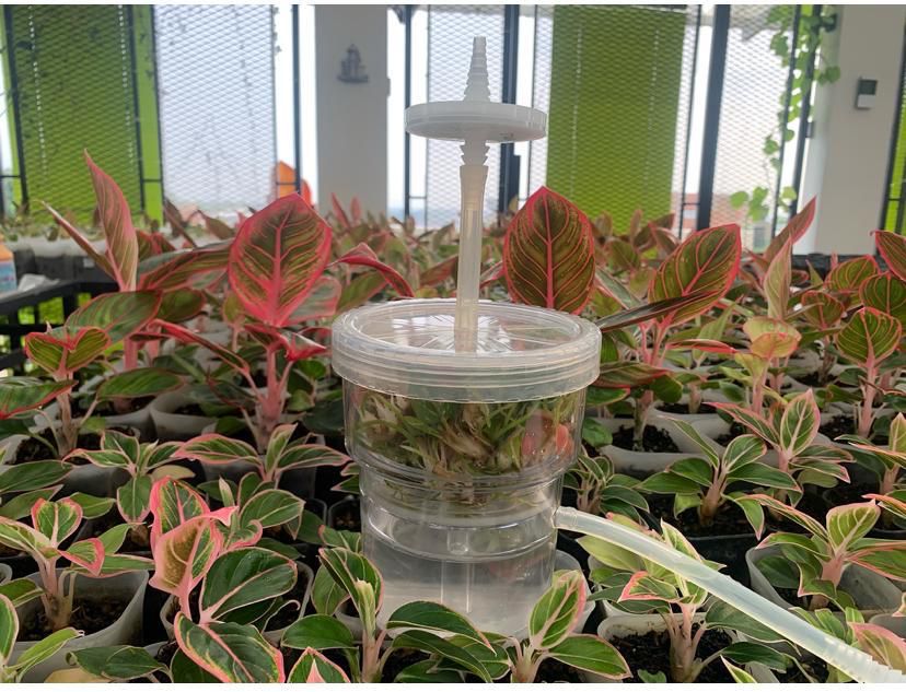 Icon logo Nabila Cultura png