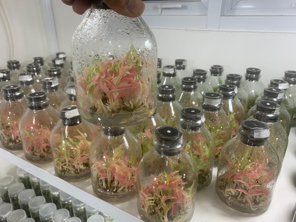 Icon logo Nabila Cultura png