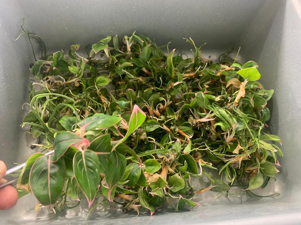 Icon logo Nabila Cultura png