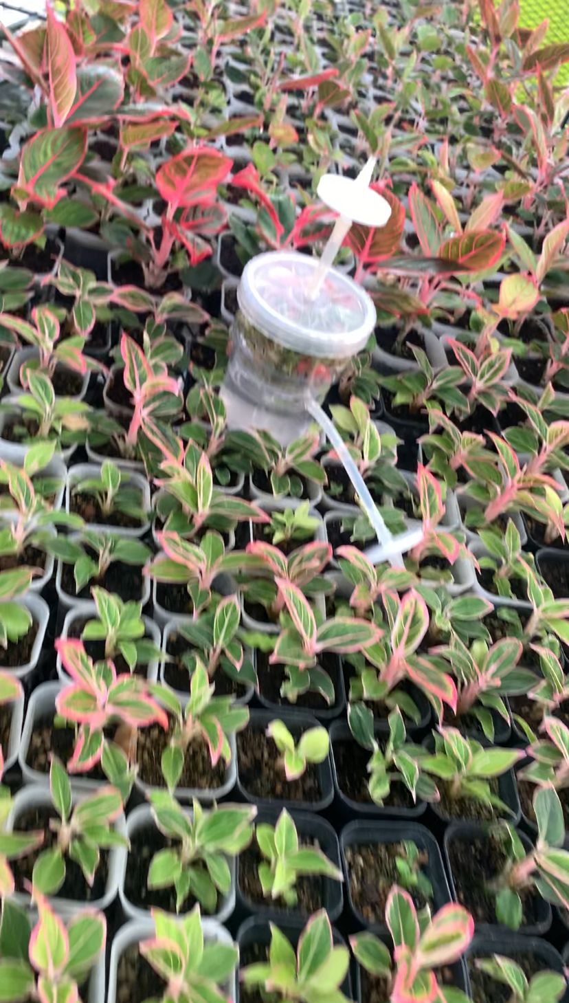 Icon logo Nabila Cultura png